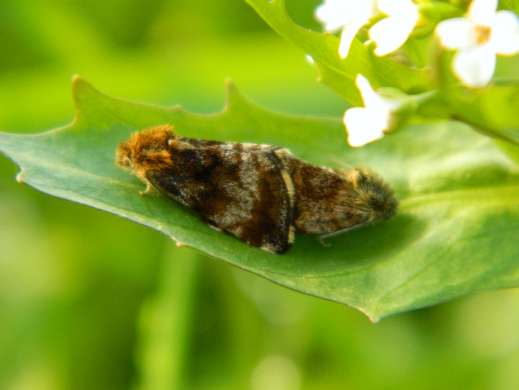 Panemeria tenebrata